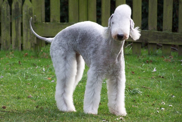 Unsere Hunde 03.02 (7).JPG